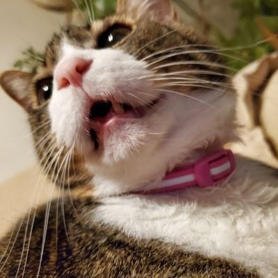 なたにゃ Posts with replies by たにゃ (@kabukinoraneko) / X