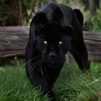 Black Panther(@samrat2061) 's Twitter Profile Photo