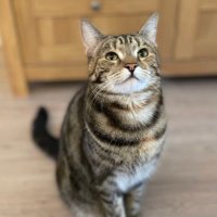 ivycat (@ivythetabbycat) 's Twitter Profile