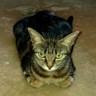 b_rovilla's profile picture. don't wish for it, work for it.