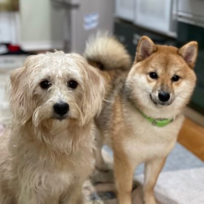 morning_vknight's profile picture. 趣味アカ！like→わんこ、ハロプロ、ポケモンなどゲーム。ビション×ビーグル♀(2020年2月1日生)と豆柴♀(2020年3月30日生)とトイプードル♀(2021年3月28日生)を飼ってます！！色々話せるお友達が欲しいです(*´꒳`*)無言OK！飼い主のHNはしぐまです。