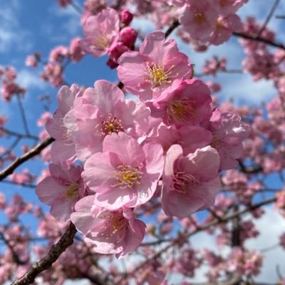 初めまして。Twitter初心者です。 三重県の伊勢市で生まれ育ちましたが、地元の良さをわかってないなぁ〜！と再認識。 Twitterを始めることで、地元の良さをどんどん知って行きたいと思います。 よろしくお願いします。 毎日何か載せて行くことを目標に、1週間でテーマを決めて投稿していこうと思います。