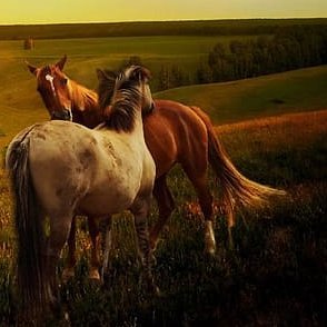 Los árboles son los esfuerzos de la tierra para hablar con el cielo que escucha.
Biólogo para toda la vida.