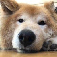 まさあき (@ckn6uzyejqucaxg) Twitter profile photo