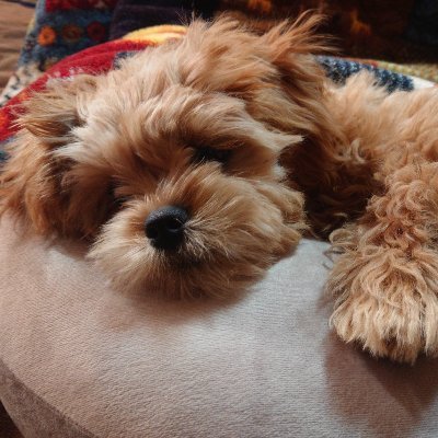 コハク ペキニーズ トイプードルのmix犬 ペキプーの コハク です 高知 幡多弁でコハクが毎日つぶやきます ペキニーズ トイプードル ペキプー おしゃれさん コハクのつぶやき T Co Uijag3llyp コハク ペキニーズ トイプードルのmix犬 ペキプーの コハク です 高知 幡多弁でコハクが毎日つぶやきます ペキニーズ トイプードル ペキプー おしゃれさん コハクのつぶやき T Co Uijag3llyp