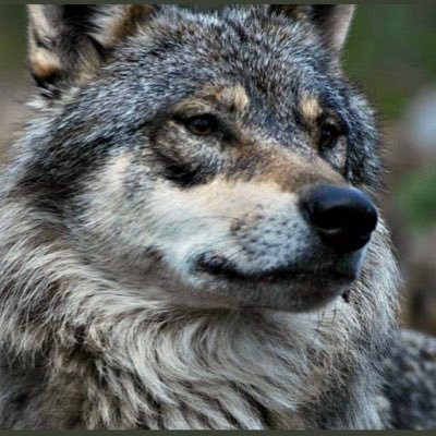 MGWolf2020 Profile Picture