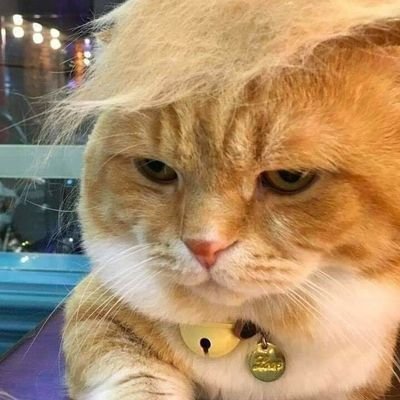 nikondatukusiS's profile picture. 