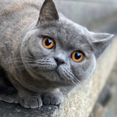 ホタニャン ほたる ブリティッシュショートヘア Hota Nyan Twitter