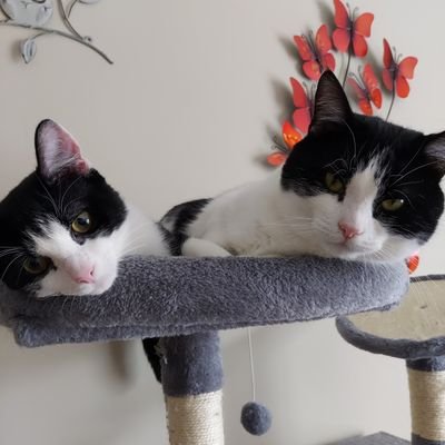 4 cats Alfie tilly mick Leo would love to see northernlights for real