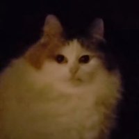 InvaXX (@invaxx) 's Twitter Profile