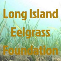 Long Island Eelgrass Foundation (@eelgrasslong) 's Twitter Profile