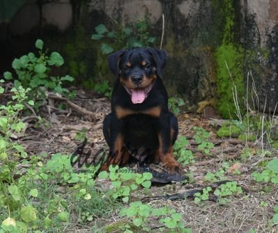 Dog Lover, Rottweiler comes first.
Aspiring Pet Photographer trying to make the best of my Nikon.

One day at a time.

 IG:
@digntea,  @dignteashotit

Titus 2:7