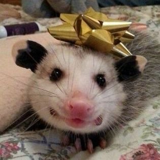 MacaroniRaviol2's profile picture. just your average possum. move along now.