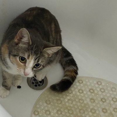 Michell1208507's profile picture. 