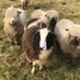 RBST York Group (@rbstyork) Twitter profile photo RBST York Group (@rbstyork) Twitter profile photo