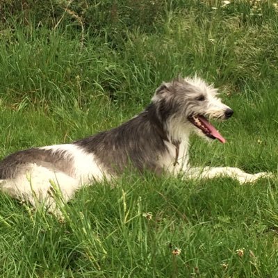 Physiologist practising toxicology, anaesthetist, vet, mother, professor, gardener, breast cancer patient, lurcher and whippet aficionado