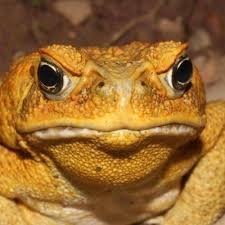 promoting Toads and all Adjective Animal accounts

~ i am amphibian, please show grace when considering my opinions ~