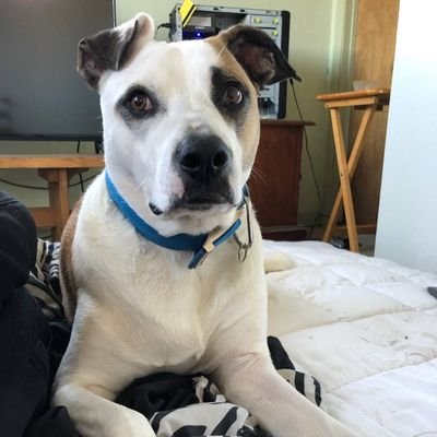 4 year old American bulldog/Akita. adopted from shelter at 1 yr