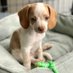 LemonBeagleBeau (@lemonbeaglebeau) Twitter profile photo LemonBeagleBeau (@lemonbeaglebeau) Twitter profile photo