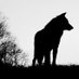 𝕾𝖆𝖓𝖙𝖎 🐺 (@zorri78emerson) Twitter profile photo 𝕾𝖆𝖓𝖙𝖎 🐺 (@zorri78emerson) Twitter profile photo