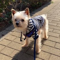 todokazu0930 (@todokazu0930) 's Twitter Profile