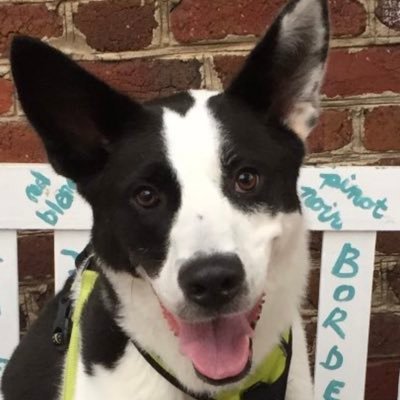 A good pupper that loves treats and attention. I hate squirrels.