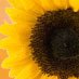 John Scott (@bramcotenursery) 's Twitter Profile