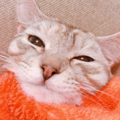 ｱﾝｽﾞさんのプロフィール画像