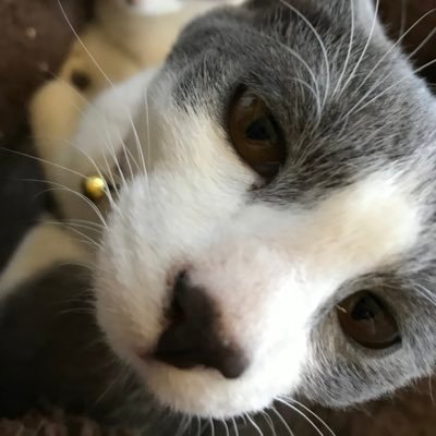 usamaru_1208's profile picture. 猫・うさまる・ちいかわ(うさぎ推し)・ゆるキャラ・漫画・温泉・美味しいもの・遊園地が癒し。 お仕事は程々に♪やり過ごせ〜♪(*´꒳`*)