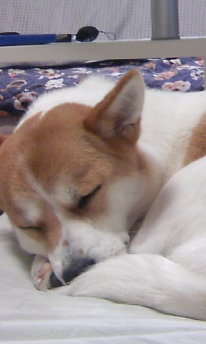 GAKUCHAN1975's profile picture. 富山に住んでるおっさんゲーマー
ゲームとガンプラ(主にHG、SD)、30MM、30MSそして流行りものと新商品が大好き♪
そこらへんを日々つぶやいていきます
もし気に入っていただけたらいいね&フォローよろしくお願いいたします
無言フォローも大歓迎です♪