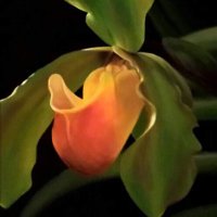 Kim Pham (@kimphamcal) 's Twitter Profile