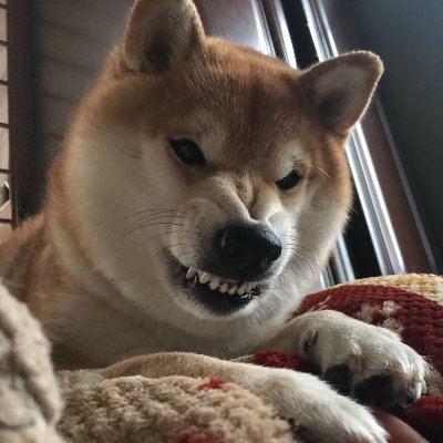 Angry Shib🐕さんのプロフィール画像