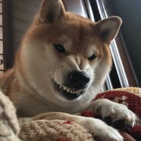 Angry Shib🐕(@4ngryShib) 's Twitter Profile Photo