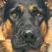 Tango (@tangonevada) 's Twitter Profile Photo