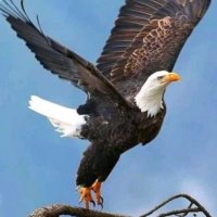الصقر الجريح (@kce548vjnpatkr2) Twitter profile photo