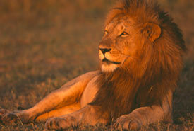 simba1ke's profile picture. 