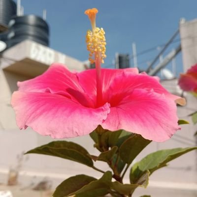 PoojaBhatK0208's profile picture. ಗಾವೋ ವಿಶ್ವಸ್ಯ ಮಾತರಃ 🙏
Proud disciple of @SriSamsthana 🙏☺
Student