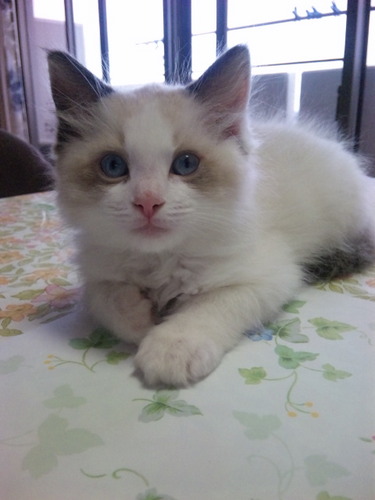 猫が大好きで3にゃんと生活してます B'Zが大好きファンクラブ歴１５年？以上、稲葉さんLOVEです。