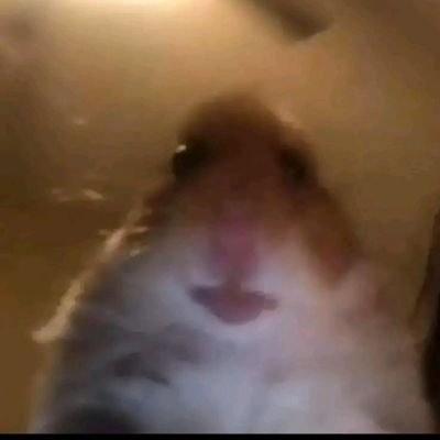 robloxgaming114's profile picture. hi