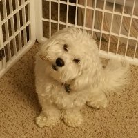 Vincent Adultman (@briant1) 's Twitter Profile