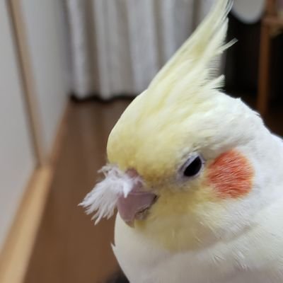 動物大好き💖　　　　　　　　　　　　　　　　　　　　　　　　　　　　　　　　　　　　　　　　　　　　　　　　　　　　　　　　　　　　　　　　　　　　　　特にシーズーとオカメインコが大好き😍　　　　　　　　　　　　　　　　　　　　趣味はオカメグッズ集め🦜と鬼滅の刃⚔️