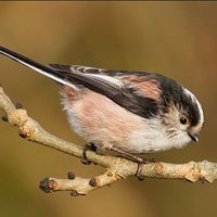 Jacqui Forster (@jacqsforster) 's Twitter Profile