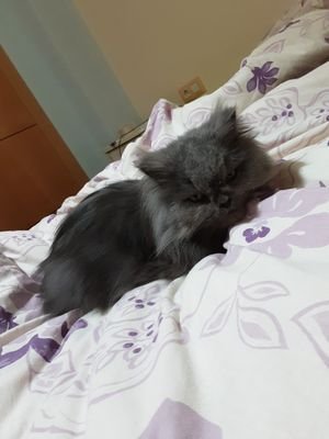 bichitosurbanos's profile picture. Desde Málaga con 💘