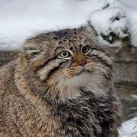 Игорь Емельянов (@manul_na_skale) 's Twitter Profile Photo Игорь Емельянов (@manul_na_skale) 's Twitter Profile Photo