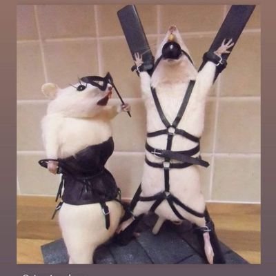 RubyVibe's profile picture. 18+ Camgirl on MFC 
Let me fuck with your brain! 
Send me money: deearush@yahoo.ro
#femdom