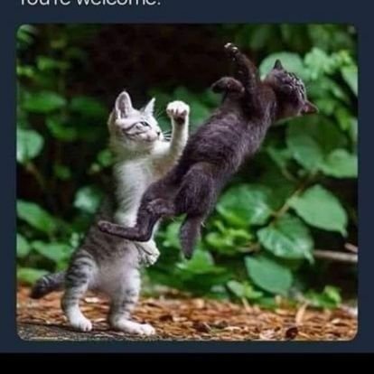 LordFluffthe1st's profile picture. 