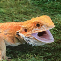 ShitbullHater's profile picture. Remind yourself that overconfidence is a slow and insidious killer.