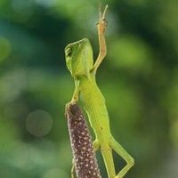 なゆあまつ (@nayuamatu) Twitter profile photo