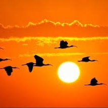 MuratTpsfr's profile picture. Vefa bir nimettir, nankörlerde bulunmaz.