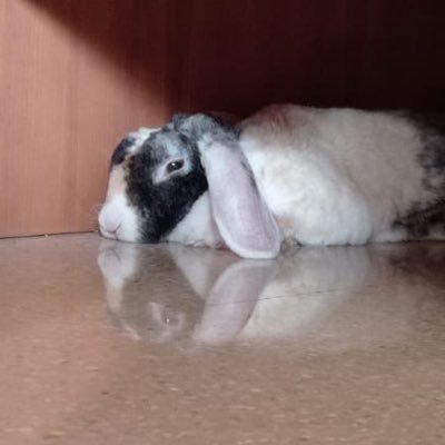 I’m morreta a funny 😄 cute rabbit 🐰 how likes 👍 sleep 😴 and eat bananas 🍌 Follow us to be a bunny lover ❤️🐰